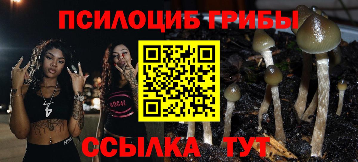 Псилоцибиновые грибы Psilocybe Фролово